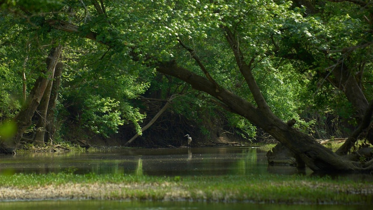 Parklands of Floyds Fork
Cane Run Paddling Access
Located off Echo Trail Road in the Strand, this access is not visible from the banks of Floyds Fork. Turtles and birds abound along the three-mile stretch from Cane Run to Seaton Valley.
