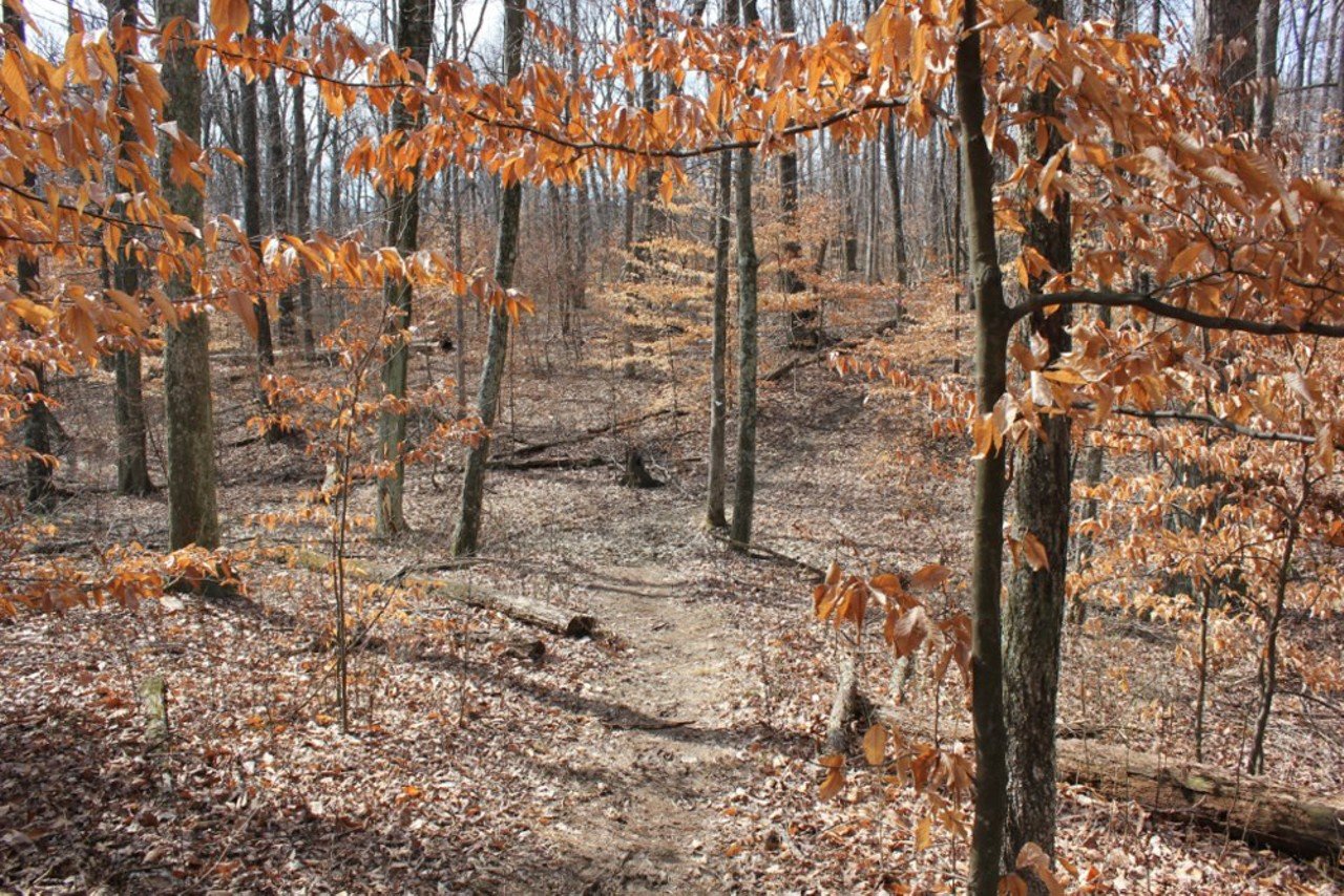 Bernheim Arboretum and Research Forest: Elm Lick Trail
2075 Clermont Rd., Clermont, KY
Elm Lick Trail is a five-mile loop with an elevation gain of 728 feet. And with elevation gain, you can catch sweeping views. Dense forest, a large field and a river on this trail offer plenty of variety to keep your interest.