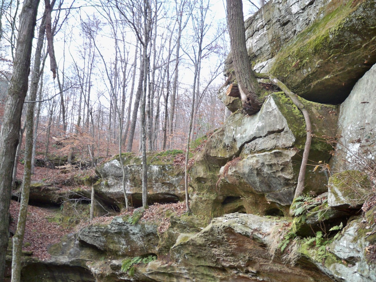 Hoosier National Forest: Hemlock Cliffs National Scenic Trail
Hemlock Cliffs Scenic Trail, Union Chapel Road, English, IN
Hemlock Cliffs National Scenic Trail is a 1.2-mile loop, and as you probably already guessed from the name, the highlight of this trail is the Hemlock Cliffs. The cliffs are the result of sandstone rock formations which have created a sort of box canyon in the middle of these Indiana woods. A few creeks also run through the area, so depending on water levels, you may also find a few waterfalls on the trail.