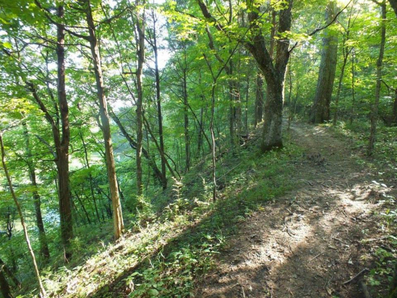 Big Beech Trail
Pope Lick Park, 4002 South Pope Lick Rd.
You might associate Pope Lick Park with the spooky legend of the Goat Man, but there are actually some very nice daytime trails here that are far from terrifying. Big Beech Trail takes you through a forest that's reportedly hundreds of years old. There are, of course, plenty of beech trees; you can spot them by their gray bark.
