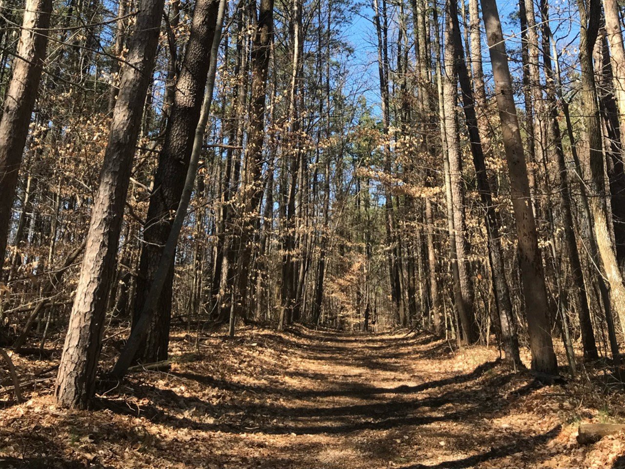 Jefferson Memorial Forest Red Trail
11311 Mitchell Hill Rd.
Jefferson Memorial Forest is one of Louisville Metro Parks' farthest south outposts, and it feels more like a mini state park than a typical city getaway (which makes sense because it's technically an urban forest). For a hike that will get your heart pumping, take the 5.8-mile Red Trail, where you'll find a diversity of plants, animals, and geological features.