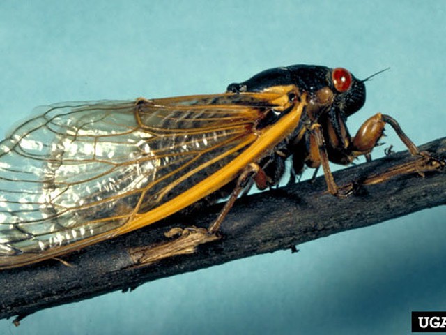 cicadas