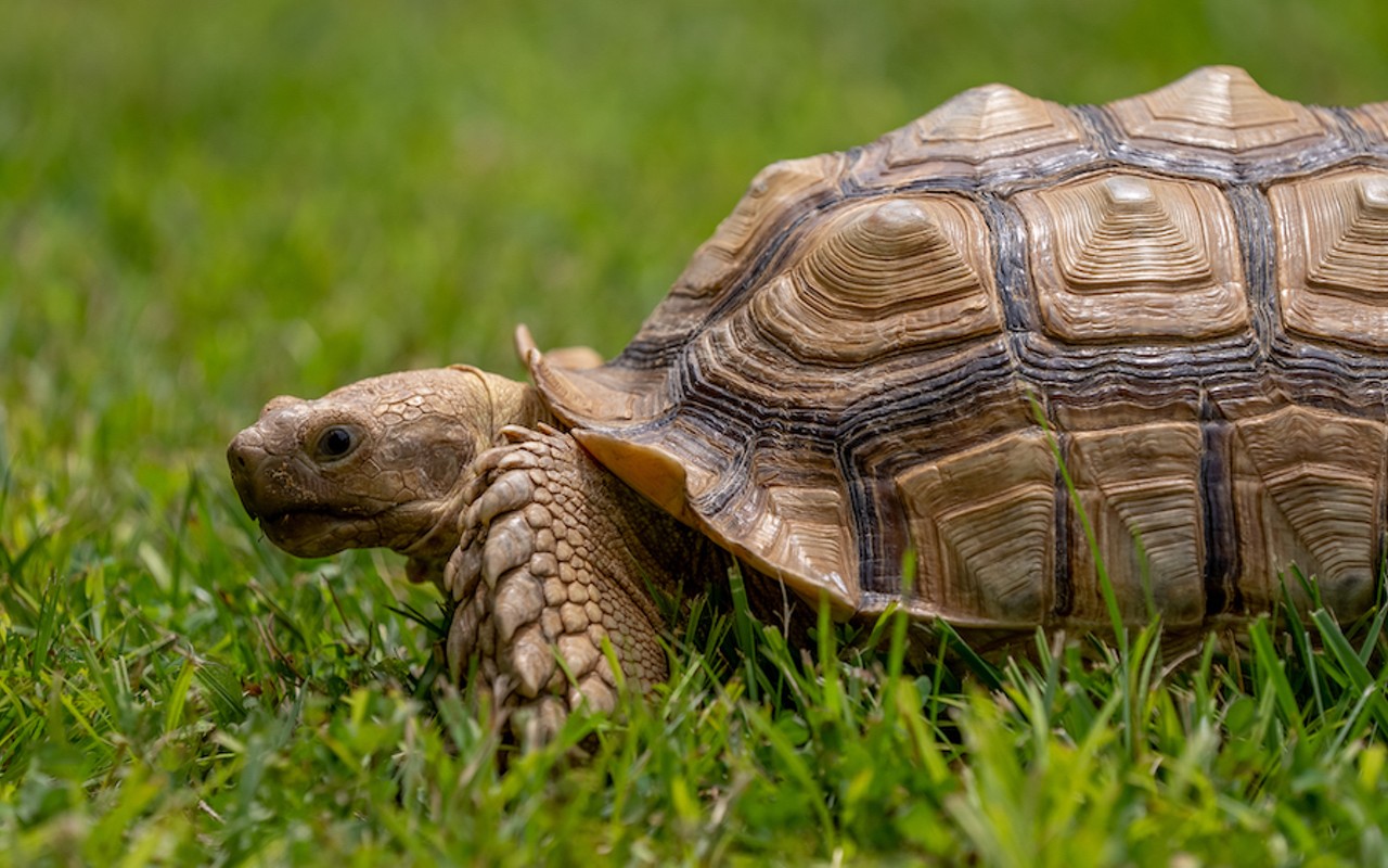 Apache, a 30-lb. African sulcata tortoise.  |  Photo provided.