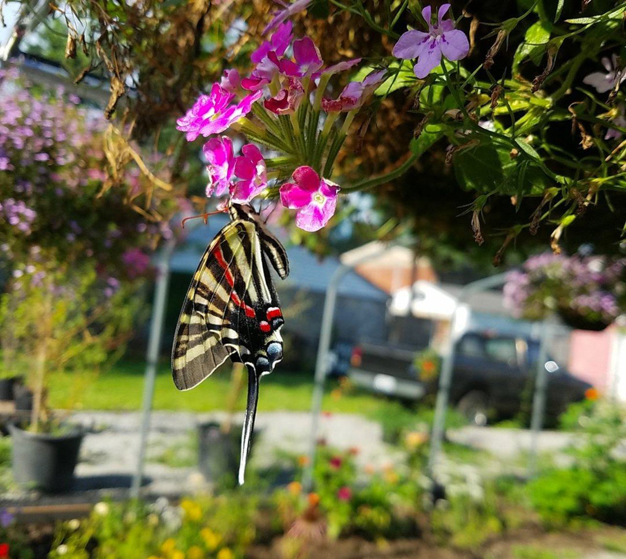  Idlewild Butterfly Farm 
1100 Logan Street
You might be surprised to see a butterfly farm just a stone&#146;s throw from Logan Street Market, but it&#146;s there, and it&#146;s adorable. They&#146;ve got plenty of other insects, too, not just butterflies, and they do a lot of work related to entomological education. But as far as Instagram is concerned: you can tour their &#147;Insectarium&#148; and the enclosed &#147;flight house&#148; garden (by appointment only.)
Photo via idlewildbutterflyfarm/Instagram