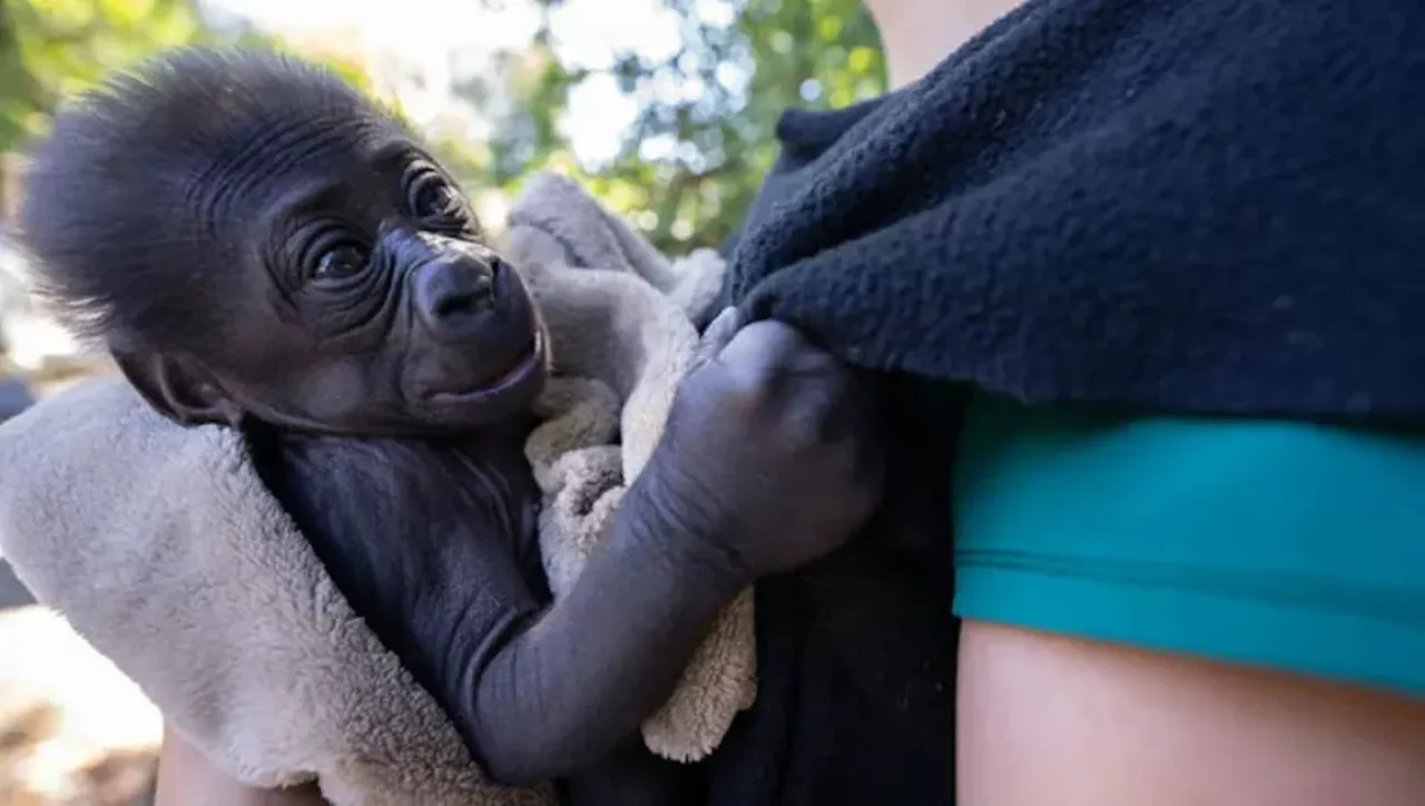 5. Say Hello To The Louisville Zoo's Adorable Baby GorillaAbeo is now in Louisville, a one-and-a-half-year-old baby Gorilla who is now being taken care of by his foster mom, a 40-year-old gorilla named Kweli, who has experience with fostering baby gorillas.
Abeo will live with his new family, including three other females and one male silverback gorilla.