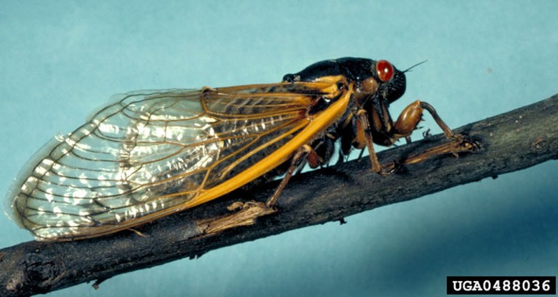 cicadas