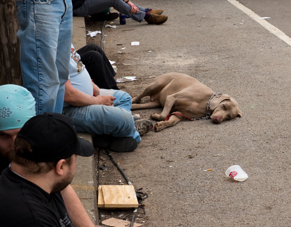 Worn out dog