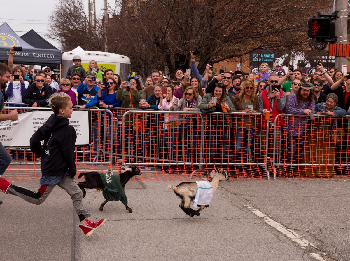 Baby goat race finals