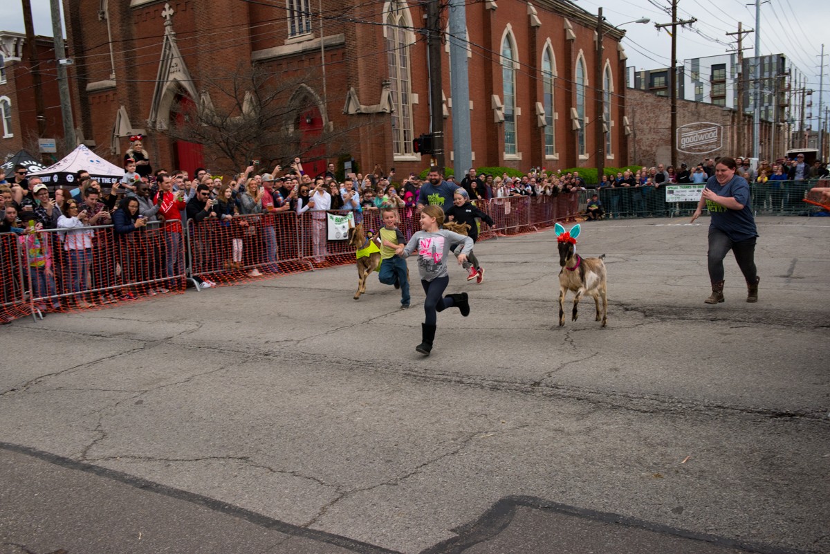 Adult Goat Championship